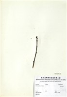 藏品(垂絲海棠)的圖片